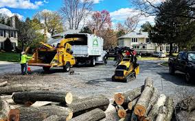 Tree and Shrub Care in Lynwood, CA