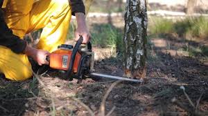 Best Root Management and Removal  in Lynwood, CA