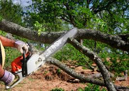 Best Emergency Tree Removal  in Lynwood, CA