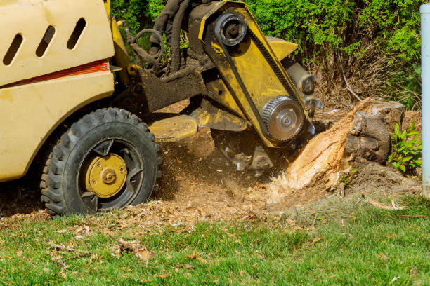 Lawn Watering Services in Lynwood, CA