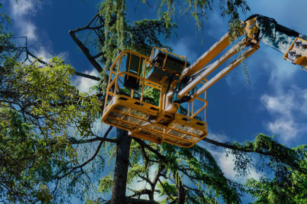 Mulching Services in Lynwood, CA