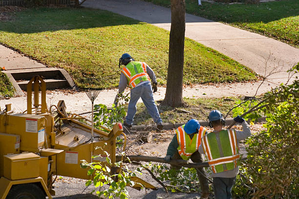 Best Lawn Mowing  in Lynwood, CA