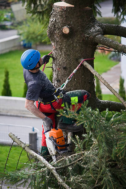 Reliable Lynwood, CA Tree Services Solutions