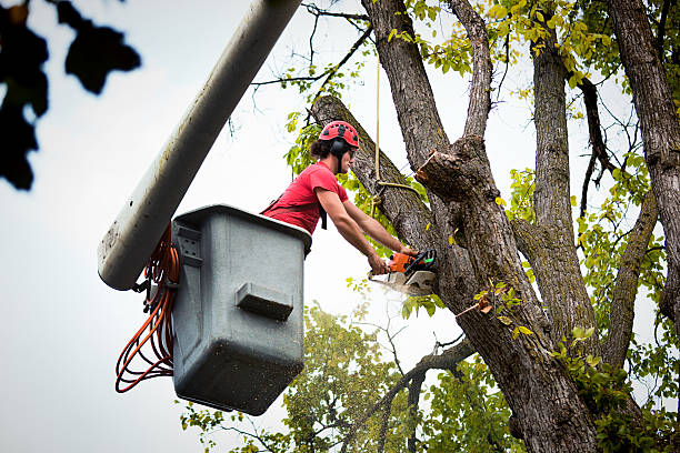 Best Tree Disease Treatment  in Lynwood, CA