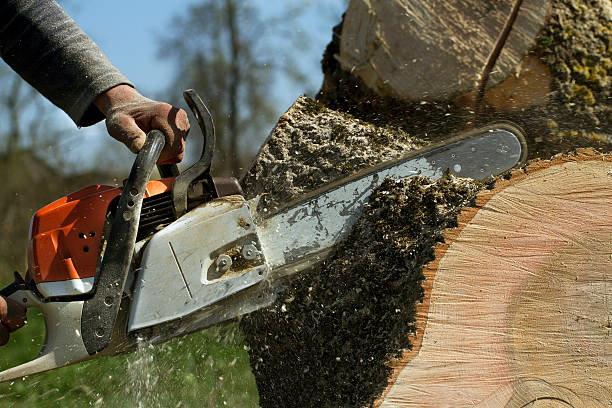 Best Fruit Tree Pruning  in Lynwood, CA