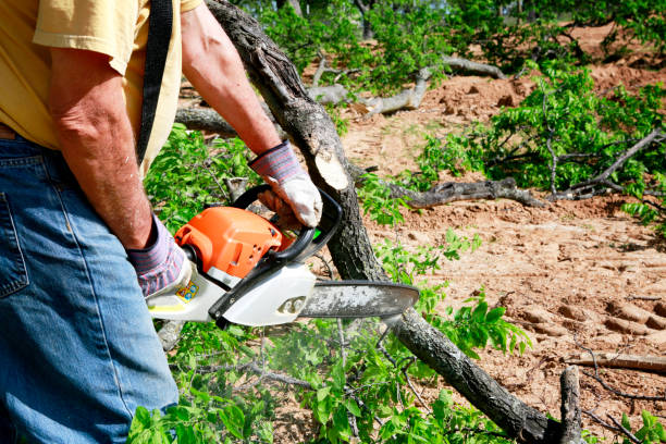 Best Lawn Drainage Solutions  in Lynwood, CA